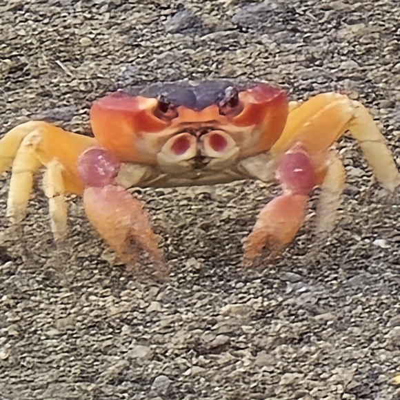 (Bookmark Me Here)-Meet your Posher, Sandy🙋‍♀️ - Picture 13 of 16